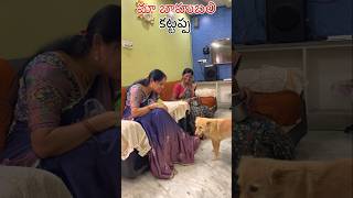 మా బాహుబలి కట్టప్పdoglover viralvideo trendingshorts funny dogslife viralvideos [upl. by Lertram]