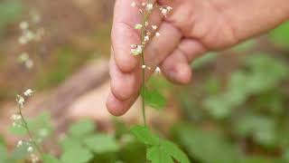 threeleaved foamflower  Tiarella trifoliata Identification and characteristics [upl. by Nangem545]