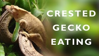 CUTE Crested Gecko Correlophus ciliatus Eating [upl. by Schreib178]