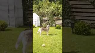 Hilarious Dog CHASES Airplane 😯  FUNNIEST Animals and Pets shorts [upl. by Feeney]