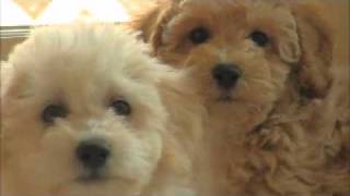 Rolling Meadows Puppies Poochon aka Bichon Poodle aka Bichpoo aka Bichoodle puppies [upl. by Aduh743]