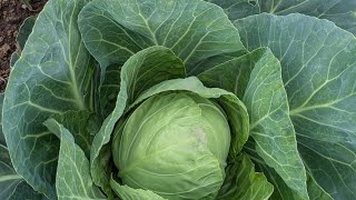 How I plant big healthy cabbages😱🔥 cabbage farming the easy way [upl. by Phelips]