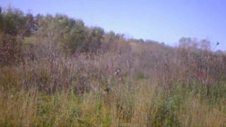 Hunting at Maple Leaf Conservation Area [upl. by Dieterich]