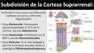 Glándulas Suprarrenales Video [upl. by Prendergast]