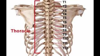 Two Minutes of Anatomy Thoracic Spine [upl. by Yssej539]