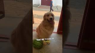 Golden Retrievers Watermelon Heist and Panic [upl. by Tegan]