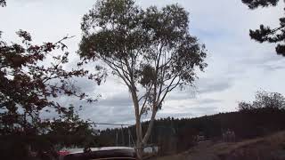 Eucalyptus pauciflora on Salt Spring Island [upl. by Kenweigh654]