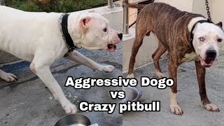 Raw Feeding Crazy Pitbull and Dogo Argentino 😨  Aggressive pitbull trying to attack Dogo Argentino [upl. by Ottie]