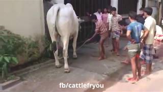 Video de VACAS graciosas Videos of funny COWS [upl. by Sakovich]