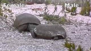 Tortoise Tango Gopher Tortoise Courtship Gopherus polyphemus Barefoot Beach Preserve [upl. by Ikciv]