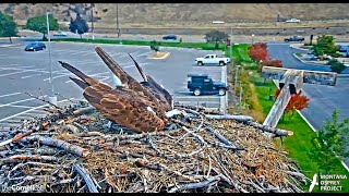 Finnegan brings Iris half a fish and stays to do some housekeeping 2024 09 01 00 07 04 041 [upl. by Eibbob]