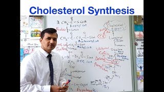 Cholesterol Biosynthesis [upl. by Enoyrt]