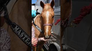 Placing At A Pro Rodeo On Dakota equestrian horses barrelracing [upl. by Sibilla]