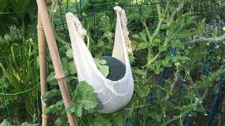 Growing Moon and Stars Watermelon Vertically Bamboo Trellis Melon Hammock Sierra Gold [upl. by Adnicaj]