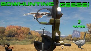 BOW HUNTING for Canadian GEESE CALL OF THE WILD 2018 [upl. by Aehs]