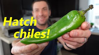 Hatch Chile Peppers  What They Are amp How They Taste [upl. by Giorgi]