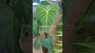 Philodendron Melanochrysumphilodendron rareplants houseplants balconygarden balcony plants [upl. by Ajnos]