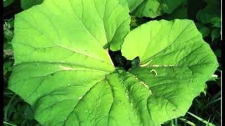 Butterbur Herb Health Benefits [upl. by Retla]