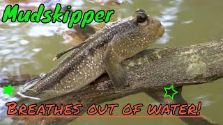 The Marvelous Mudskipper Watch How This Fish Defies Nature By Walking On Land [upl. by Niwled]