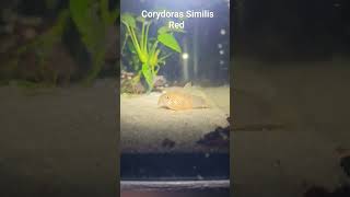 Corydoras Similis Red full of Eggs  hope for some fry soon [upl. by Boigie]