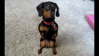 Amazing Dachshund Stand [upl. by Catha]