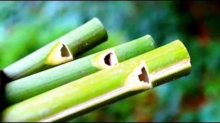 How to make a Flute or Swanee Slide Whistle out of Bamboo  Sensory Learning 4 Life [upl. by Alba]