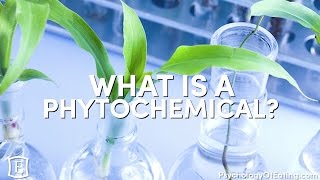 What is a Phytochemical  with Marc David [upl. by Katya]