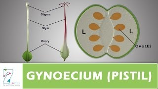 GYNOECIUM or PISTIL [upl. by Nnad]