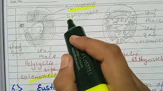 SolanosteleEctophloicAmphiphloic solenosteleDictyostelePolycyclic steleEustelePolystele detail [upl. by Ramso]