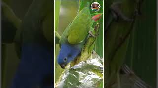 Cute parrot birds  funny video  shorts [upl. by Ursula]