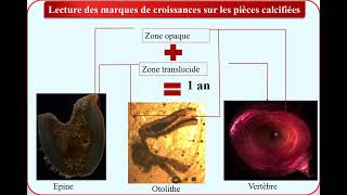 Etude comparée de la détermination de lâge du poisson [upl. by Ahsirtal586]