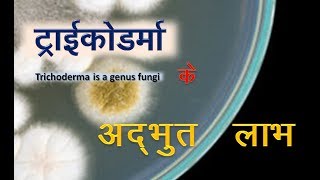 Trichoderma benefits  ट्राइकोडर्मा फफूंदनाशी के अद्भुत लाभ [upl. by Ruffi]