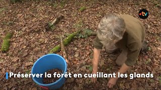 Préserver la forêt en cueillant les glands [upl. by Limemann]