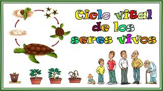 👉 Ciclo vital de los seres vivos [upl. by Castle]