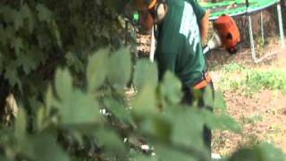 Ashwood Treecare  Tree Surgeons in Mitcham [upl. by Ahsilav617]