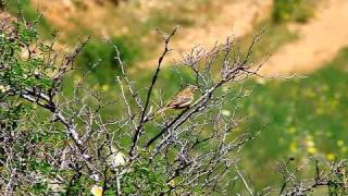 escribano hortelano Emberiza hortulana [upl. by Wurtz885]