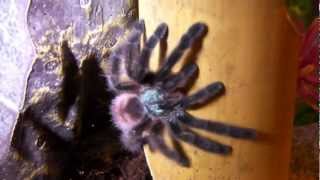 How to Care for a Pinktoe Tarantula [upl. by Colbert870]