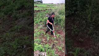 🍁🍁Easy fertilizer tools for crops 🍃short agriculture women farming shorts [upl. by Ynaffyt]