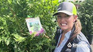 SiteOne Field Guide Deer Resistant Shrubs [upl. by Anelrahc]