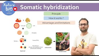 Somatic hybridization Plant tissue culture Principle how it works  Protoplast fusion [upl. by Ecyak578]