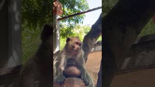 Cute Monkey monkeylove monkey naturemonkey babyanimal shortvideo [upl. by Bez]