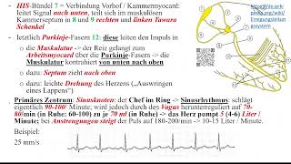 Herz 4 Erregungsbildung und Erregungsleitung [upl. by Hanyaz367]