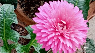 Gerbera plant reporting Flower and vegetable garden [upl. by Aihcrop]