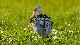 Shoebill  Murchison Falls National Park Uganda [upl. by Weider]