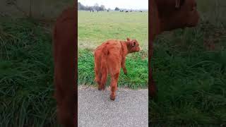 Promenade avec un veau de courte durée 😂😂 [upl. by Innos]