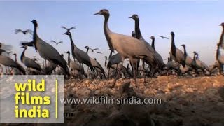 Demoiselle crane spending the winter in Rajasthan India [upl. by Afinom398]