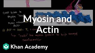 Myosin and actin  Circulatory system physiology  NCLEXRN  Khan Academy [upl. by Ulane]