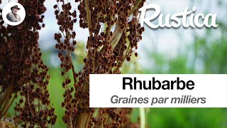 Rhubarbe des graines par milliers [upl. by Stormie]