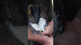 Expert Horse Shoeing and Hoof Repair  Horse Rescue and Care part 1 [upl. by Fanechka]