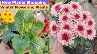 देखते ही ये पौधे उठा लिये 😂 GuldaudiPrimulas Etc  Winter Flowering Plants 2024 [upl. by Savory]